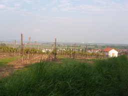 Weinprobe in Mettenheim
