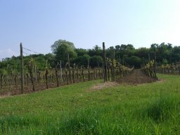 Weinprobe 2010