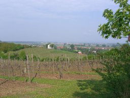 Weinprobe in Mettenheim