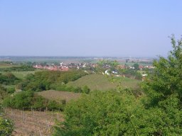 Weinprobe in Mettenheim